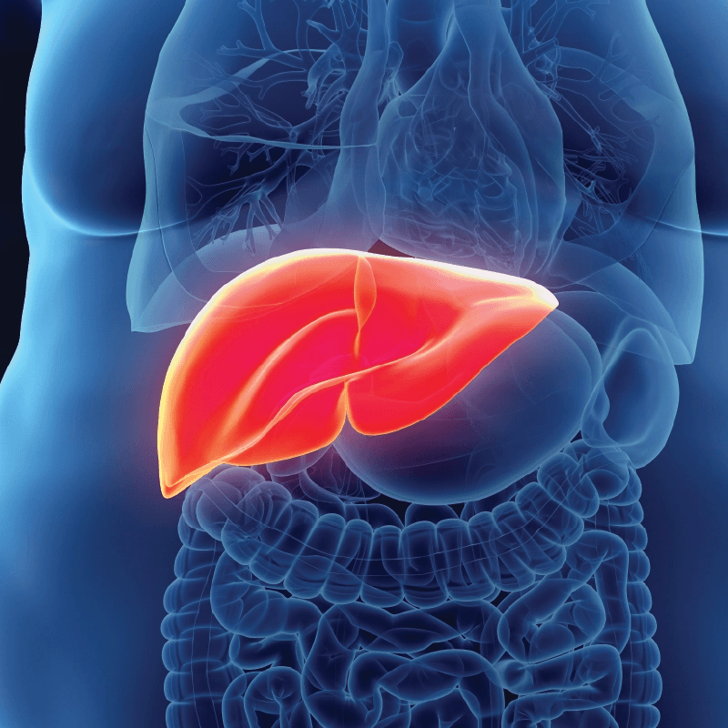 Liver highlight over human anatomy