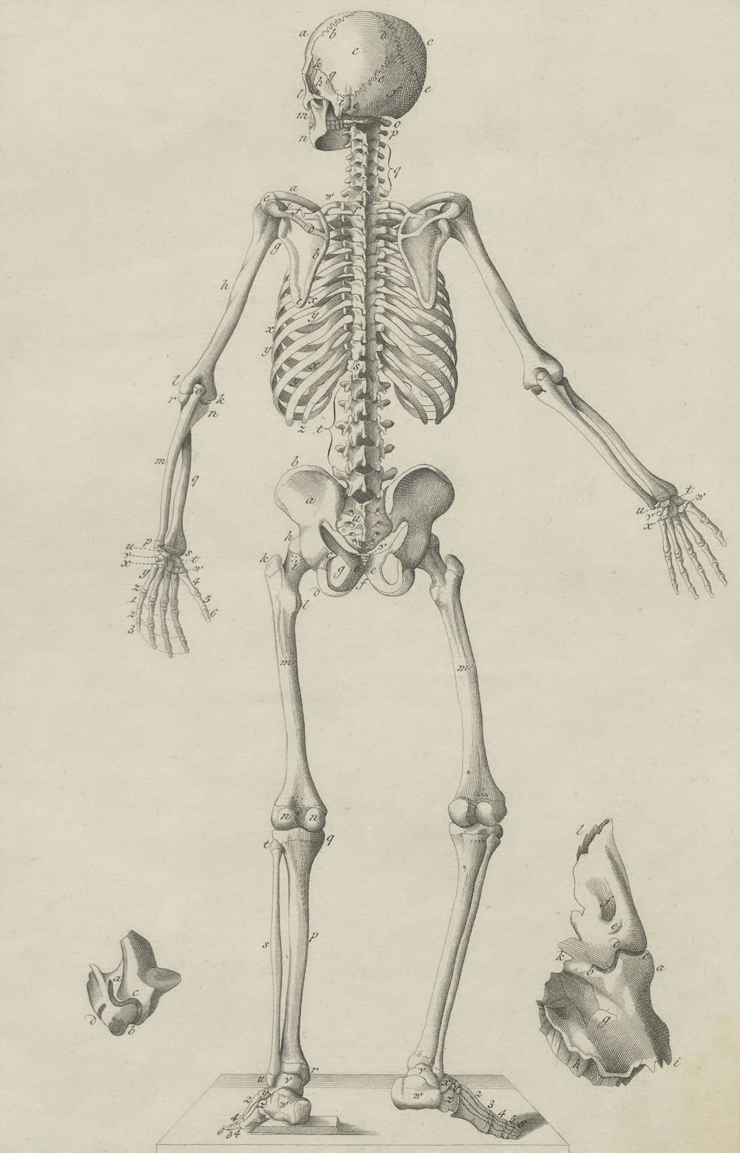 Human anatomy skeleton