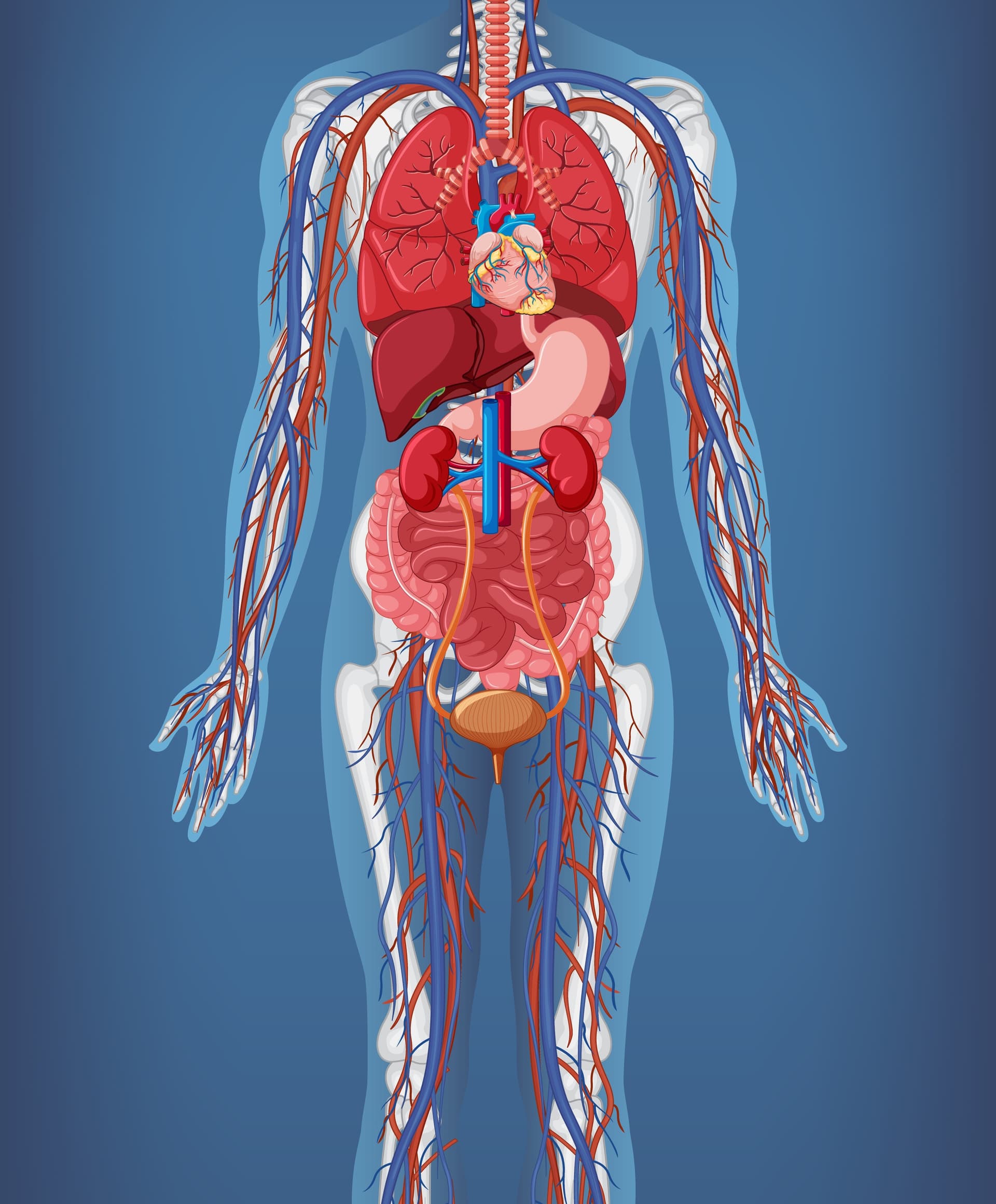 Human anatomy skeleton